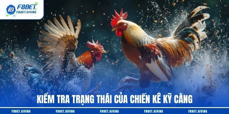 Kiểm tra trạng thái của chiến kê kỹ càng