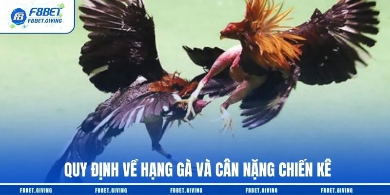 Quy định về hạng gà và cân nặng chiến kê