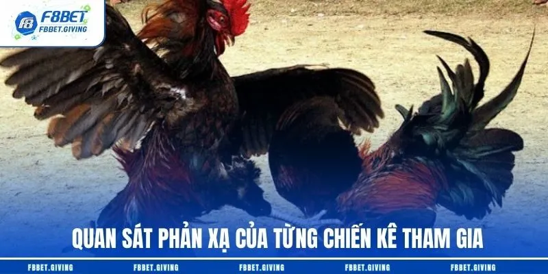Quan sát phản xạ của từng chiến kê tham gia