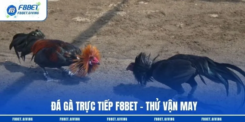 Đá Gà Trực Tiếp F8BET – Top 1 Sàn Đấu Hàng Nghìn Trận Đấu Mỗi Ngày 1 Đá Gà Trực Tiếp F8BET – Thử Vận May