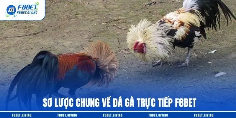 Đá Gà Trực Tiếp F8BET – Top 1 Sàn Đấu Hàng Nghìn Trận Đấu Mỗi Ngày 2 Sơ lược chung về đá gà trực tiếp F8BET