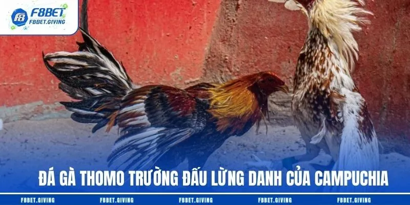 Đá Gà Trực Tiếp F8BET – Top 1 Sàn Đấu Hàng Nghìn Trận Đấu Mỗi Ngày 3 Đá gà Thomo trường đấu lừng danh của Campuchia